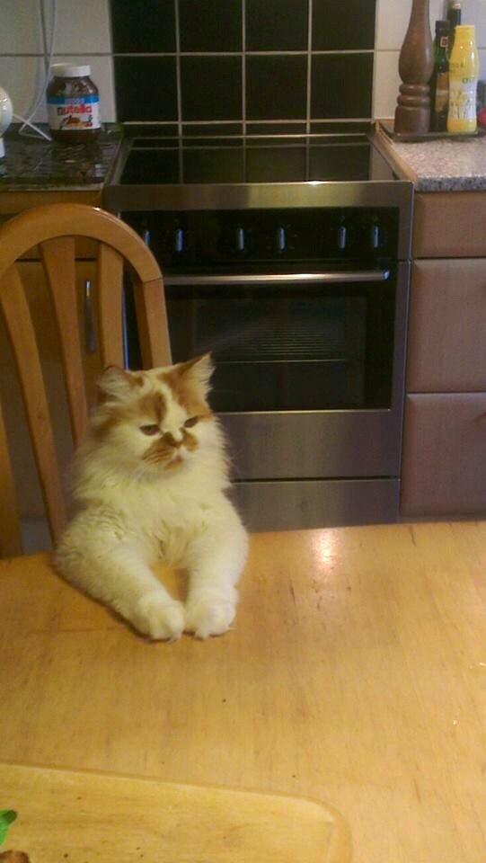 Perser Buller billede 5