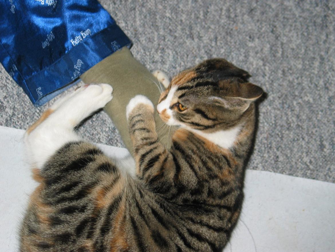 Huskat Plet - En meget yngre Plet der leger med min brors fod billede 4