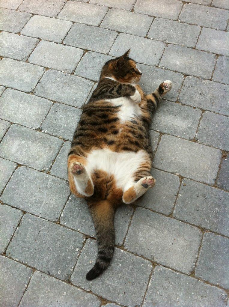 Huskat Plet - Et mere nutidigt billede af Pletmissen billede 7