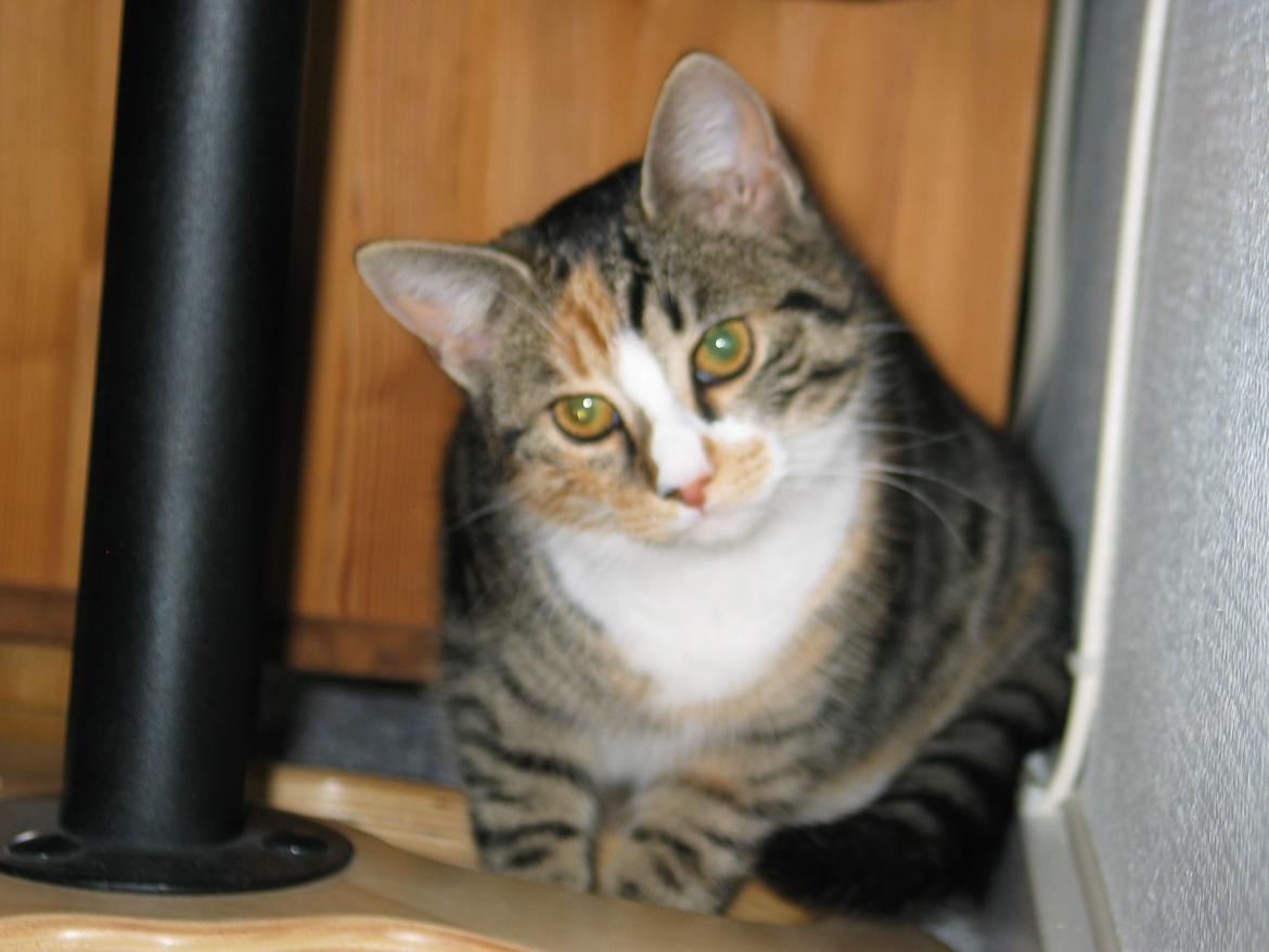 Huskat Plet - Meget lille Plet juleaften billede 5