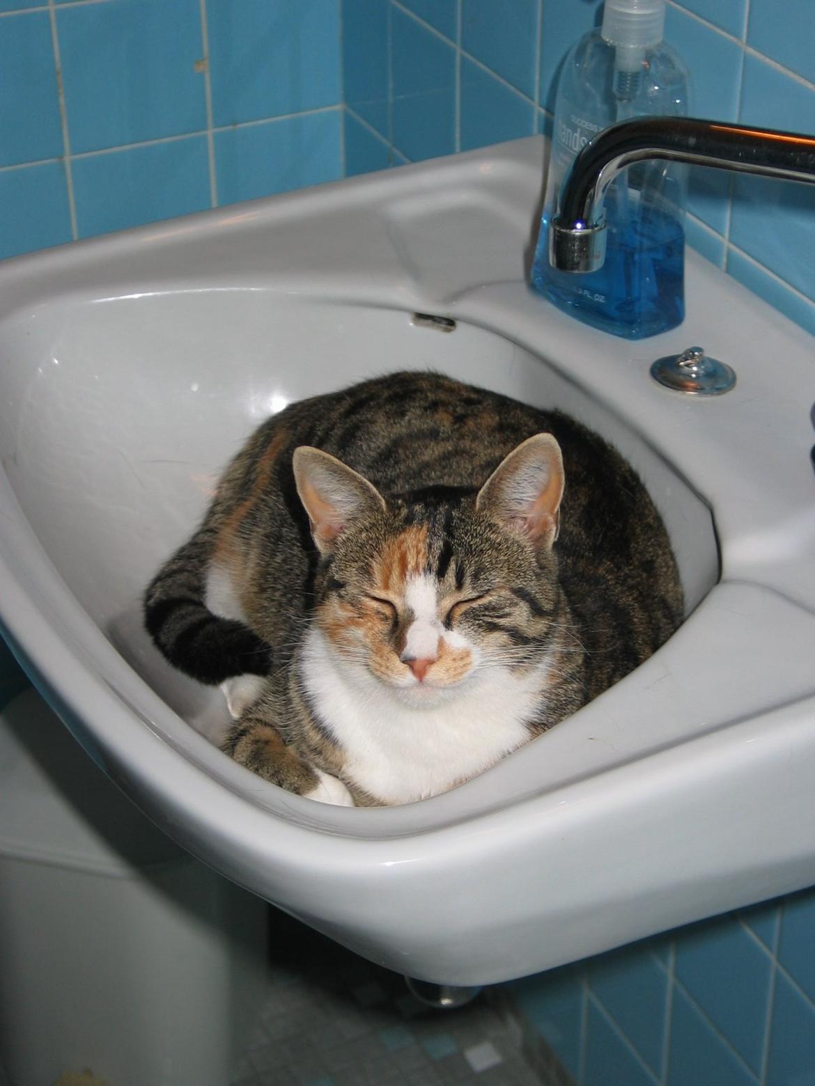 Huskat Plet - En dengang tynd Plet der kunne være i håndvasken billede 6