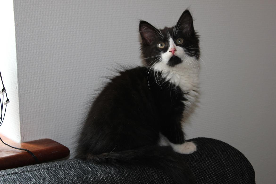 Blanding af racer Chloe billede 1