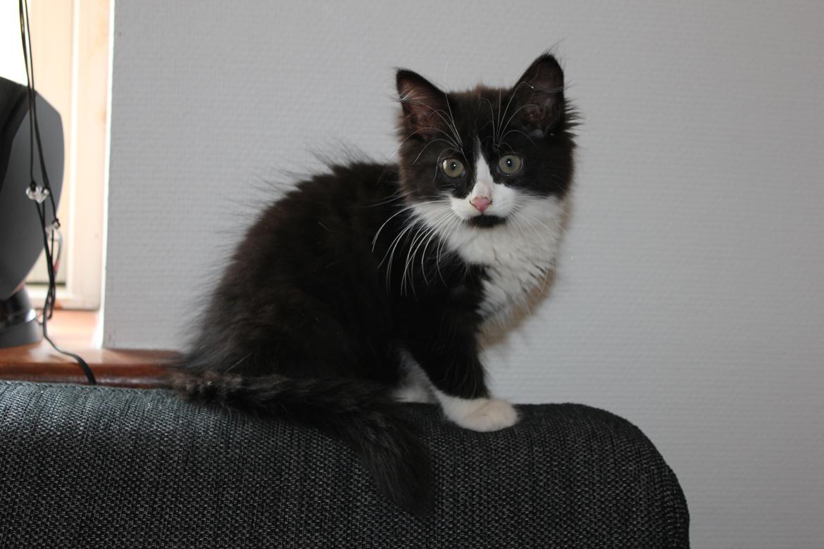 Blanding af racer Chloe billede 2