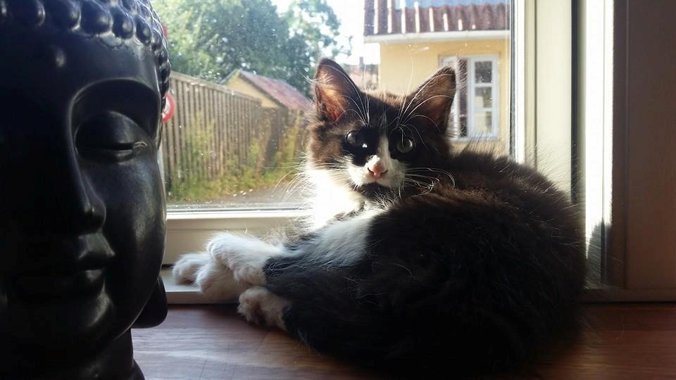 Blanding af racer Chloe billede 3