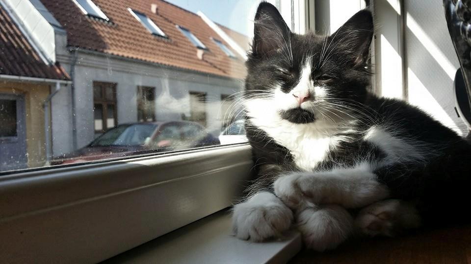 Blanding af racer Chloe billede 4