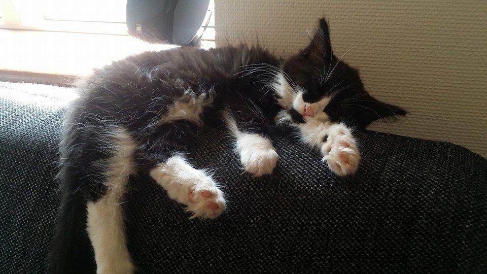 Blanding af racer Chloe billede 5