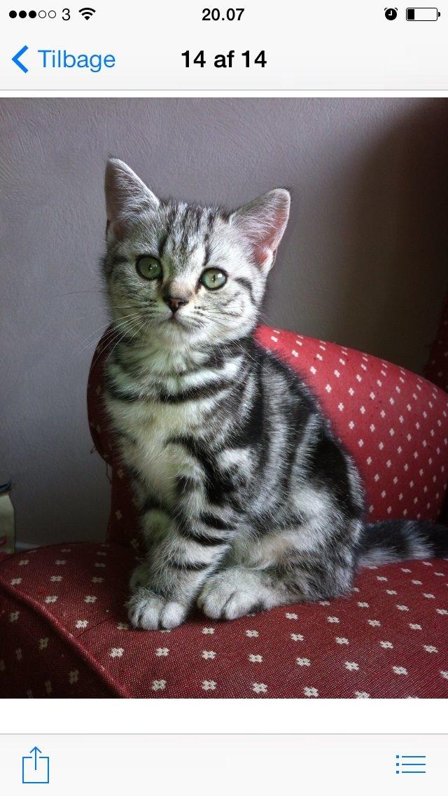 British Shorthair Luna billede 1