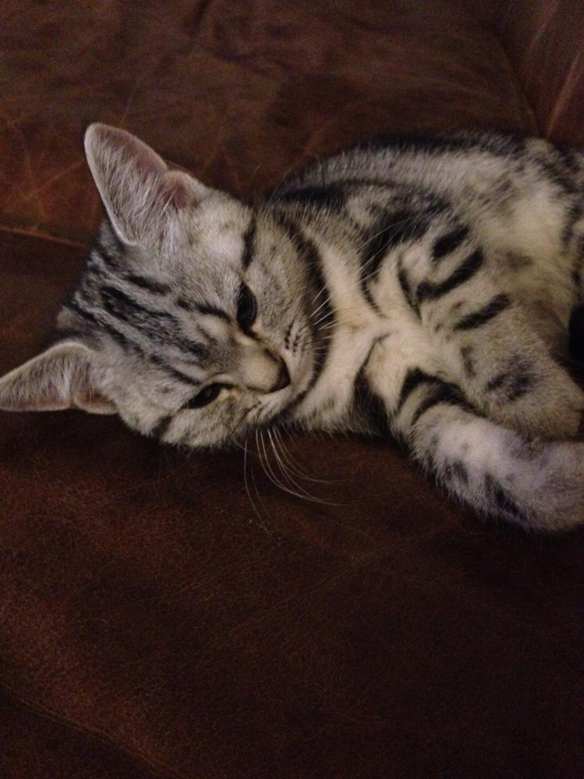 British Shorthair Luna billede 2