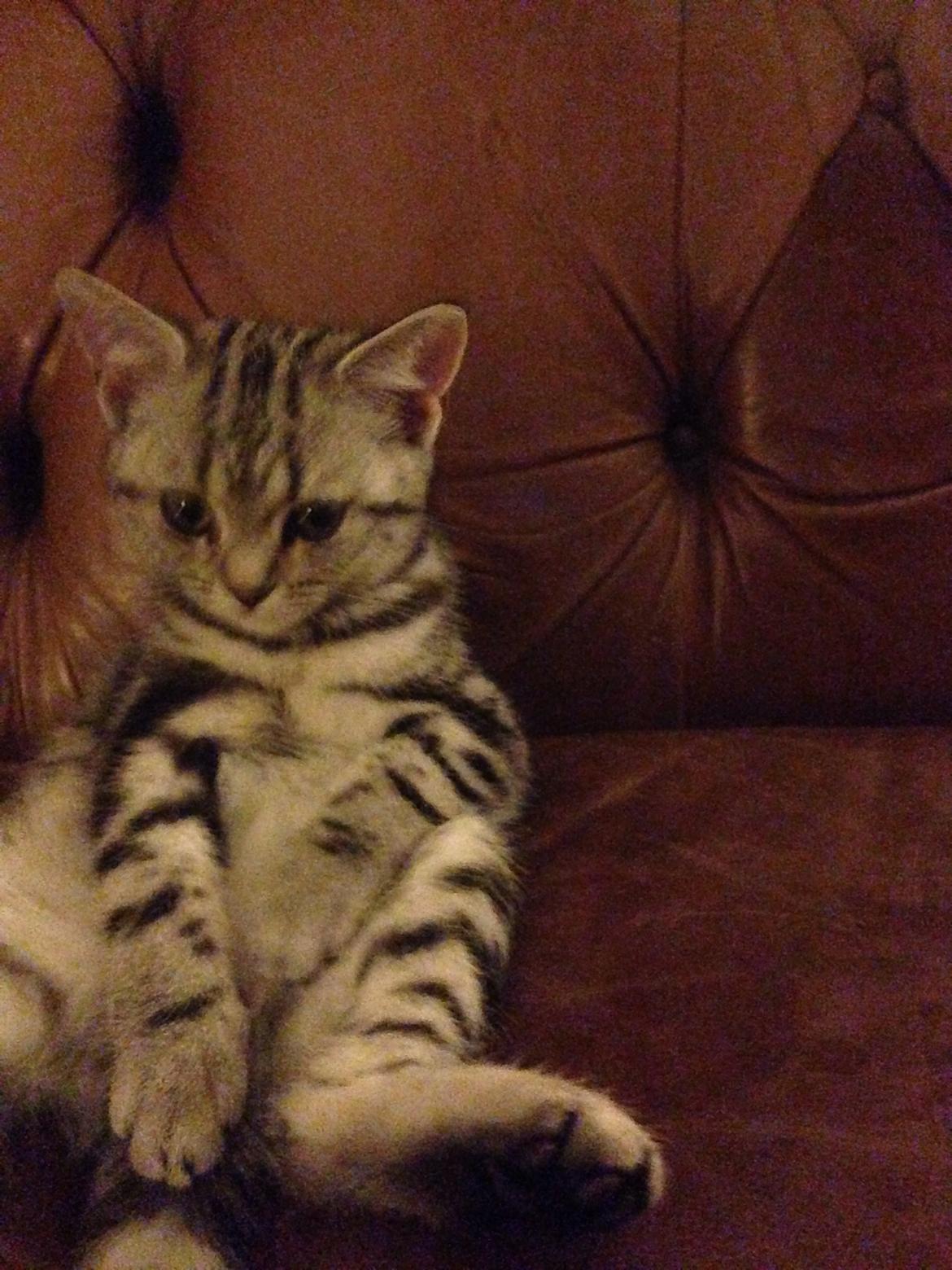 British Shorthair Luna billede 4