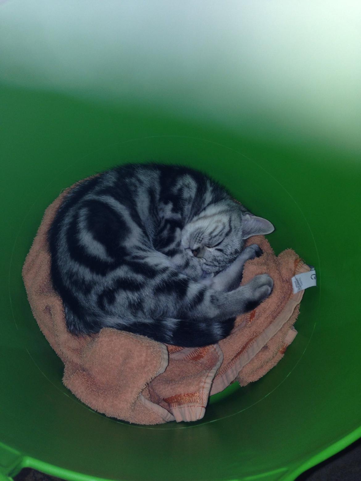 British Shorthair Luna billede 3