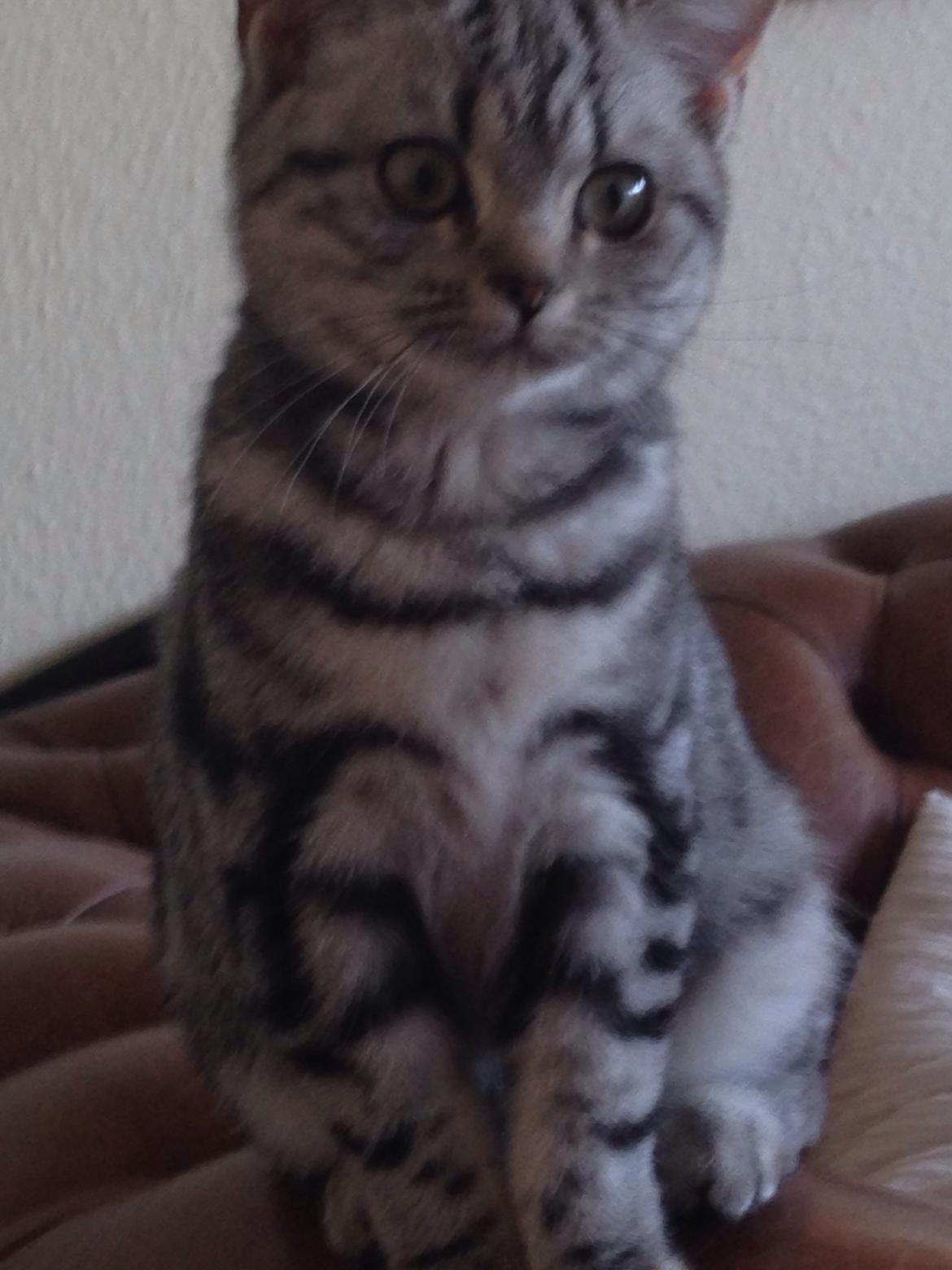 British Shorthair Luna billede 5