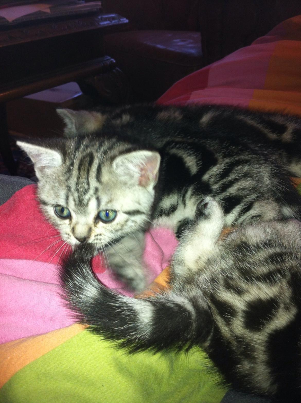 British Shorthair Luna billede 6