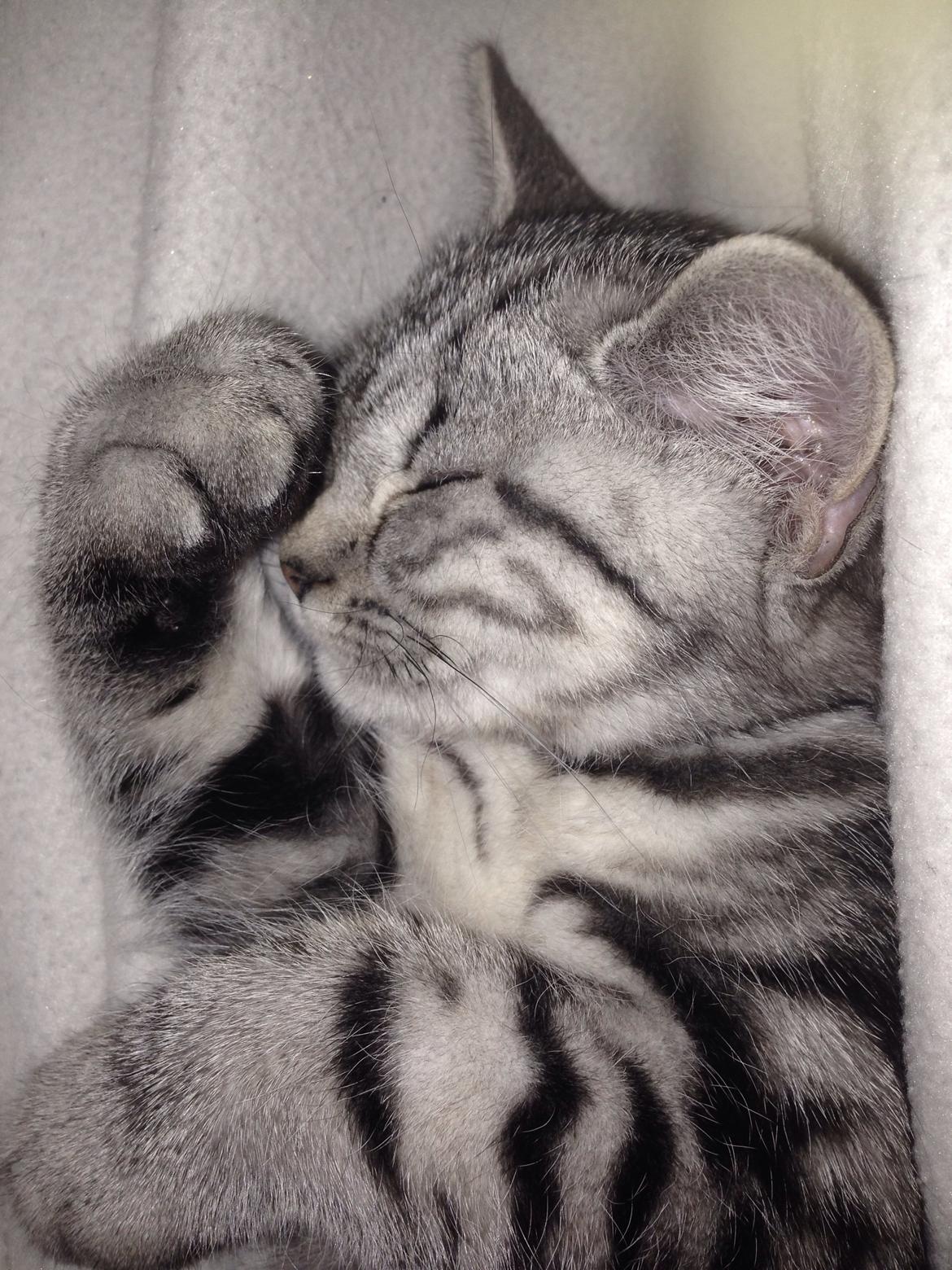 British Shorthair Luna billede 7