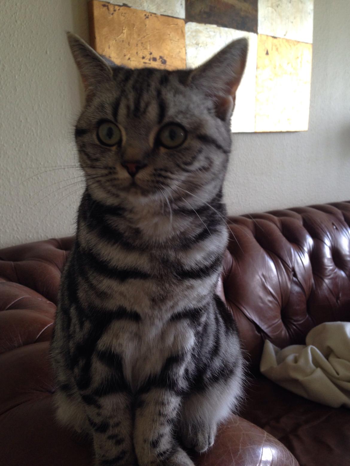 British Shorthair Luna billede 8