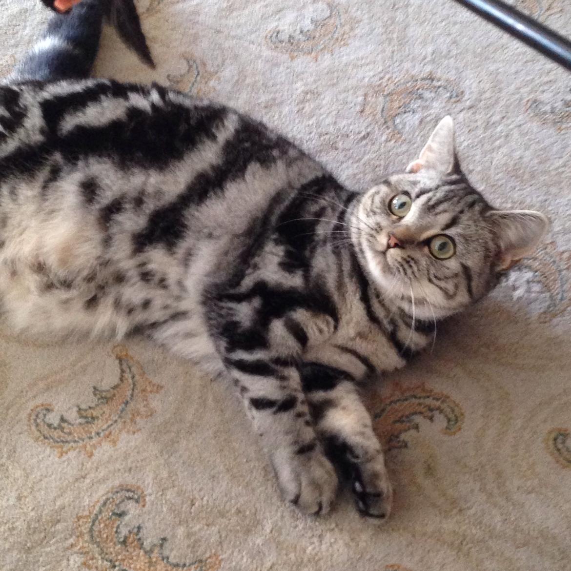 British Shorthair Luna billede 9