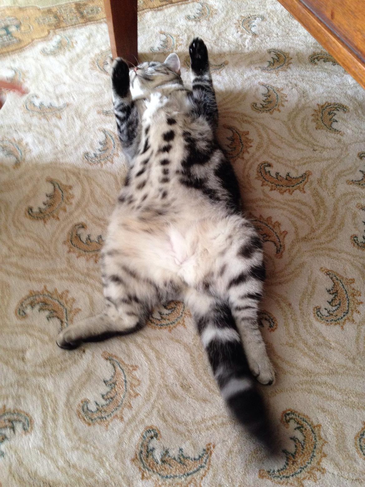 British Shorthair Luna billede 10