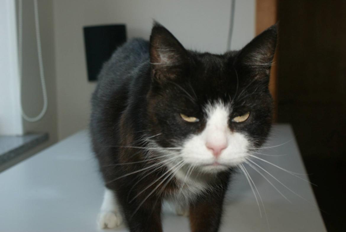 Huskat Miv billede 8