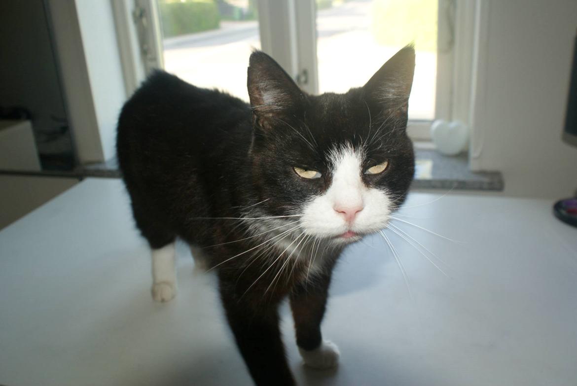 Huskat Miv billede 10