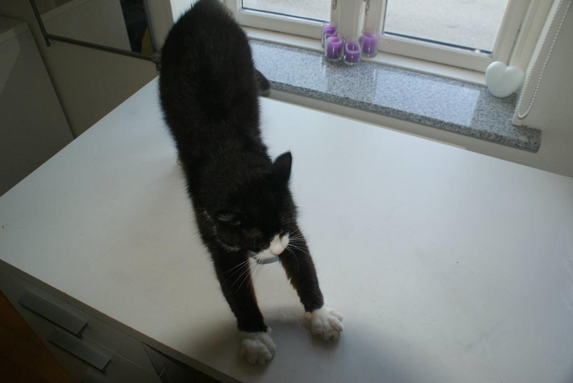 Huskat Miv billede 11