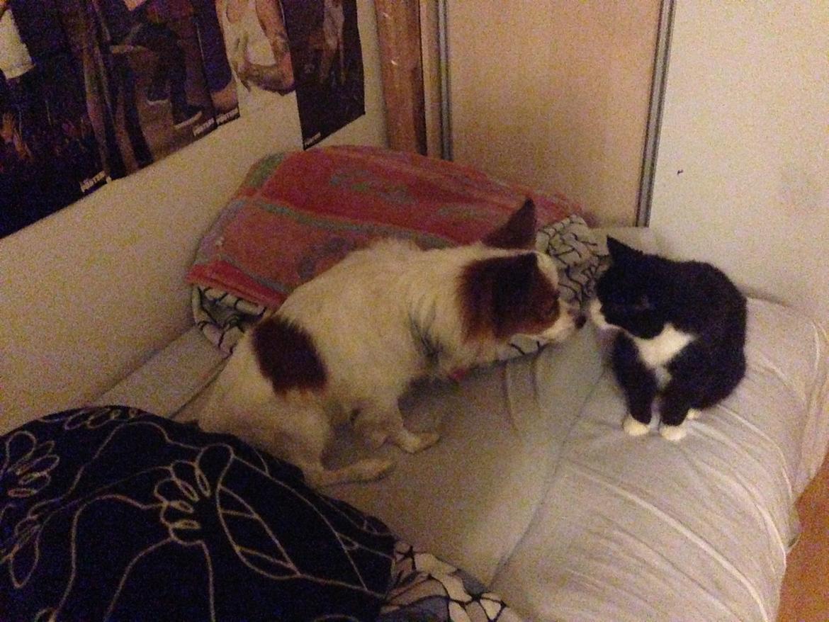 Huskat Miv billede 14