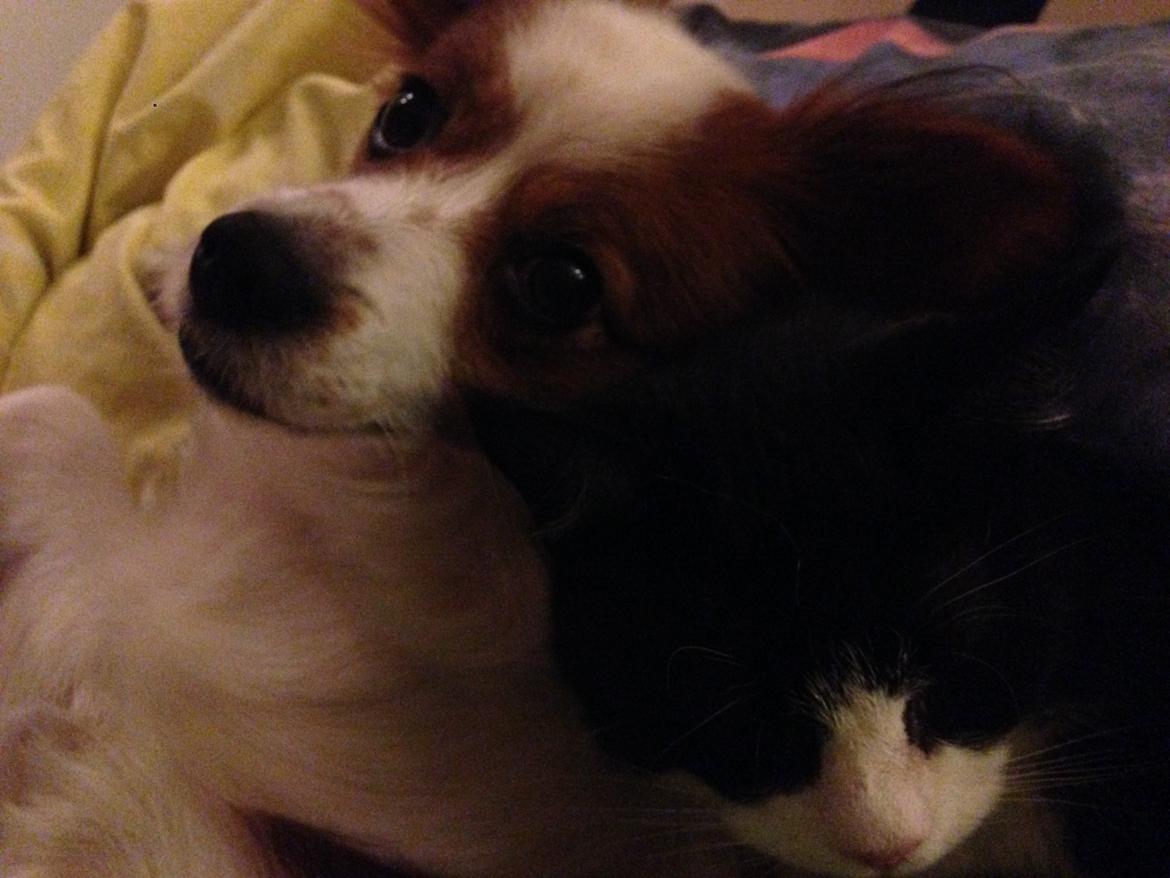 Huskat Miv billede 15