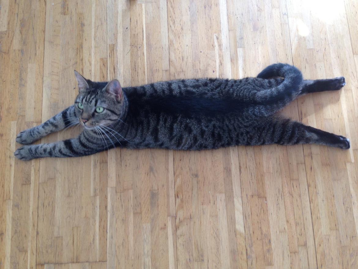 Huskat Tommy billede 1