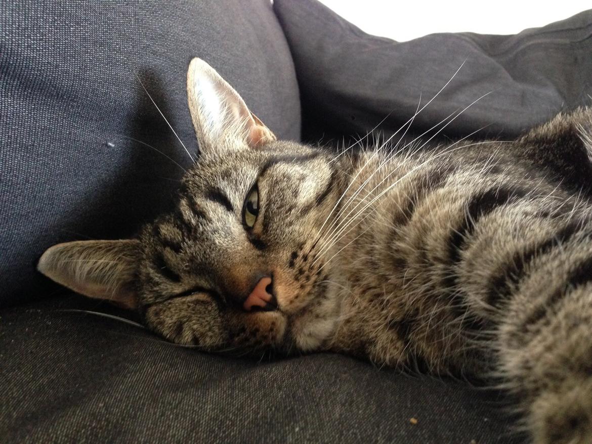 Huskat Tommy billede 2