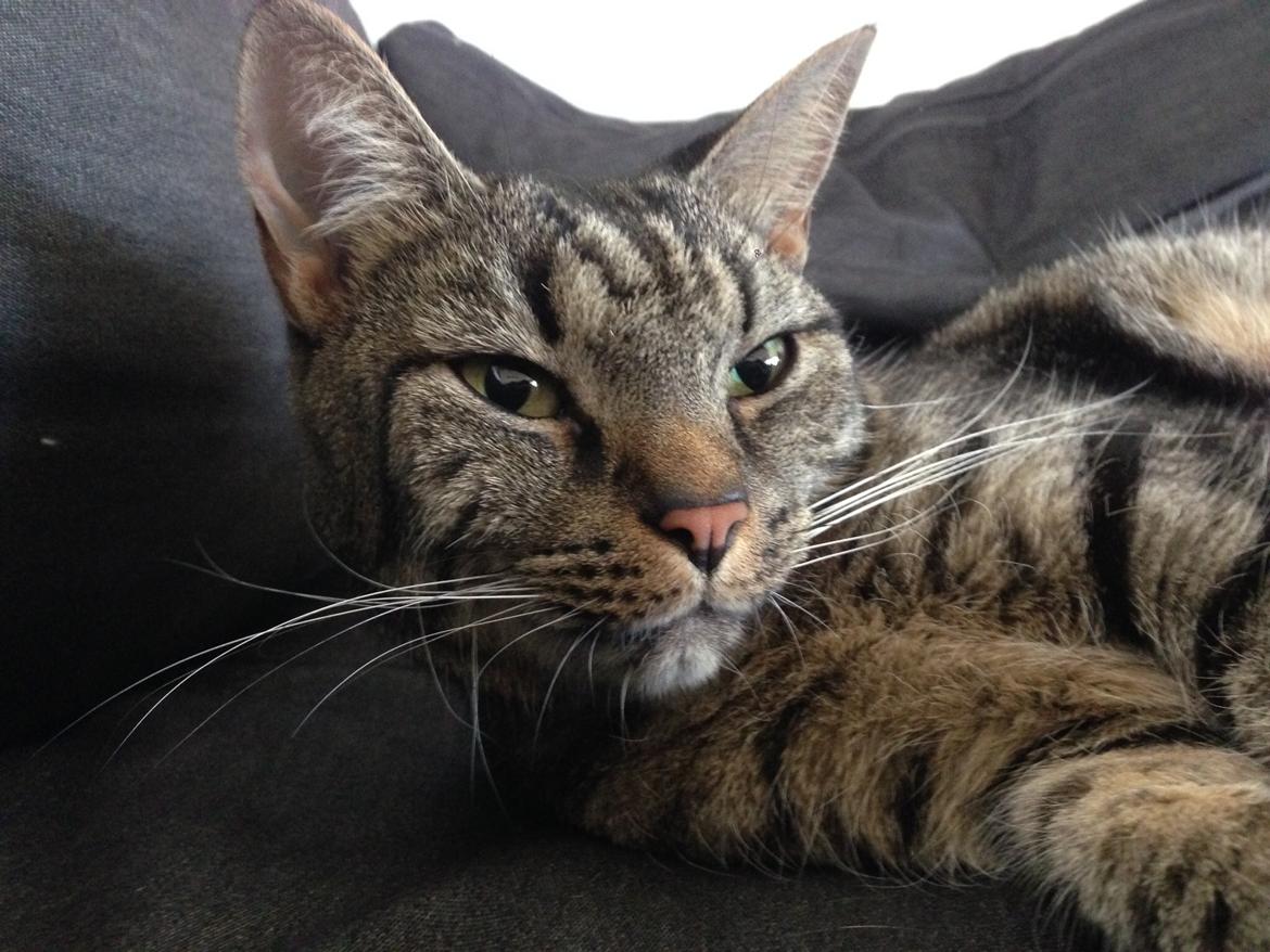 Huskat Tommy billede 3