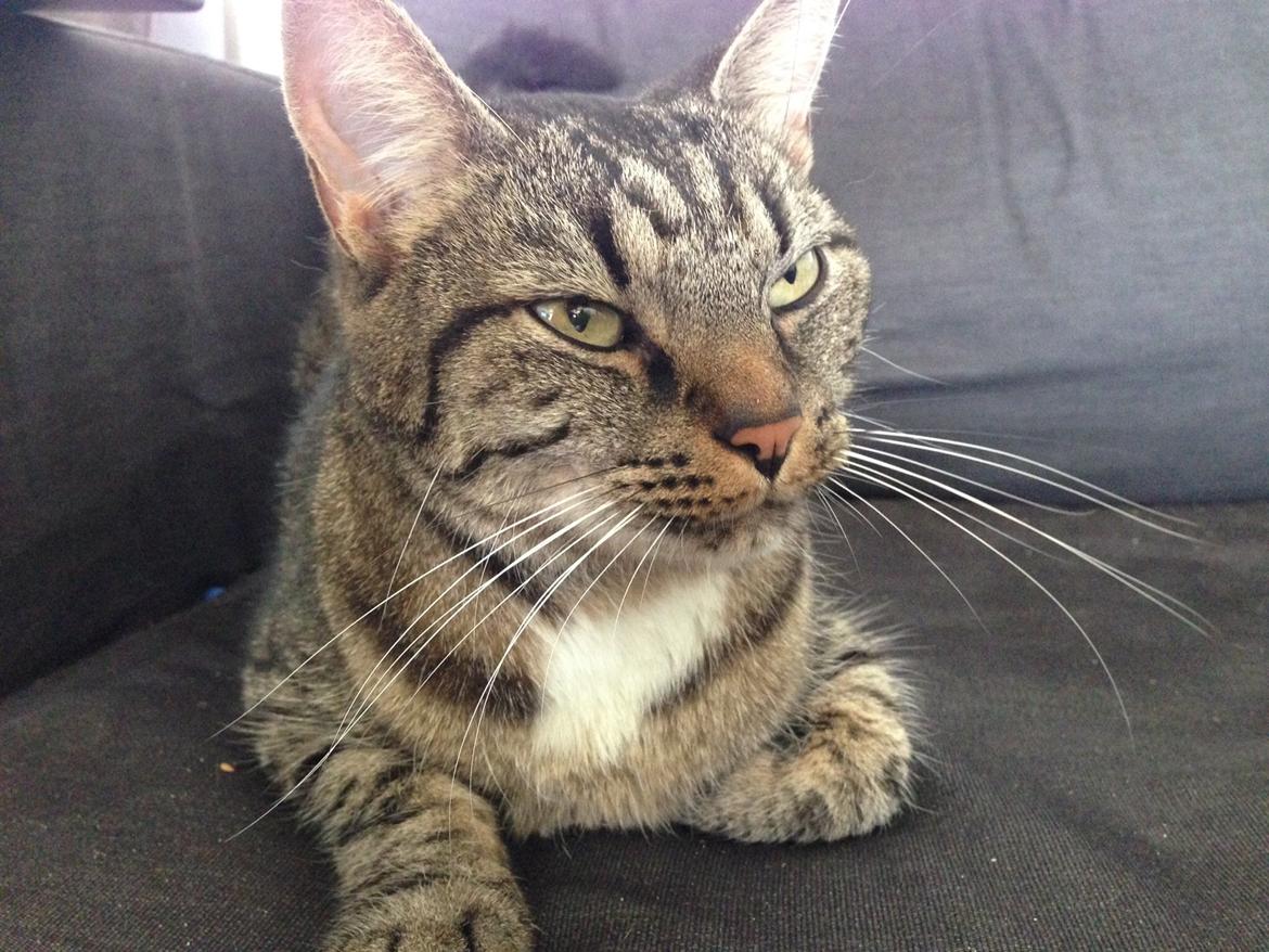 Huskat Tommy billede 4