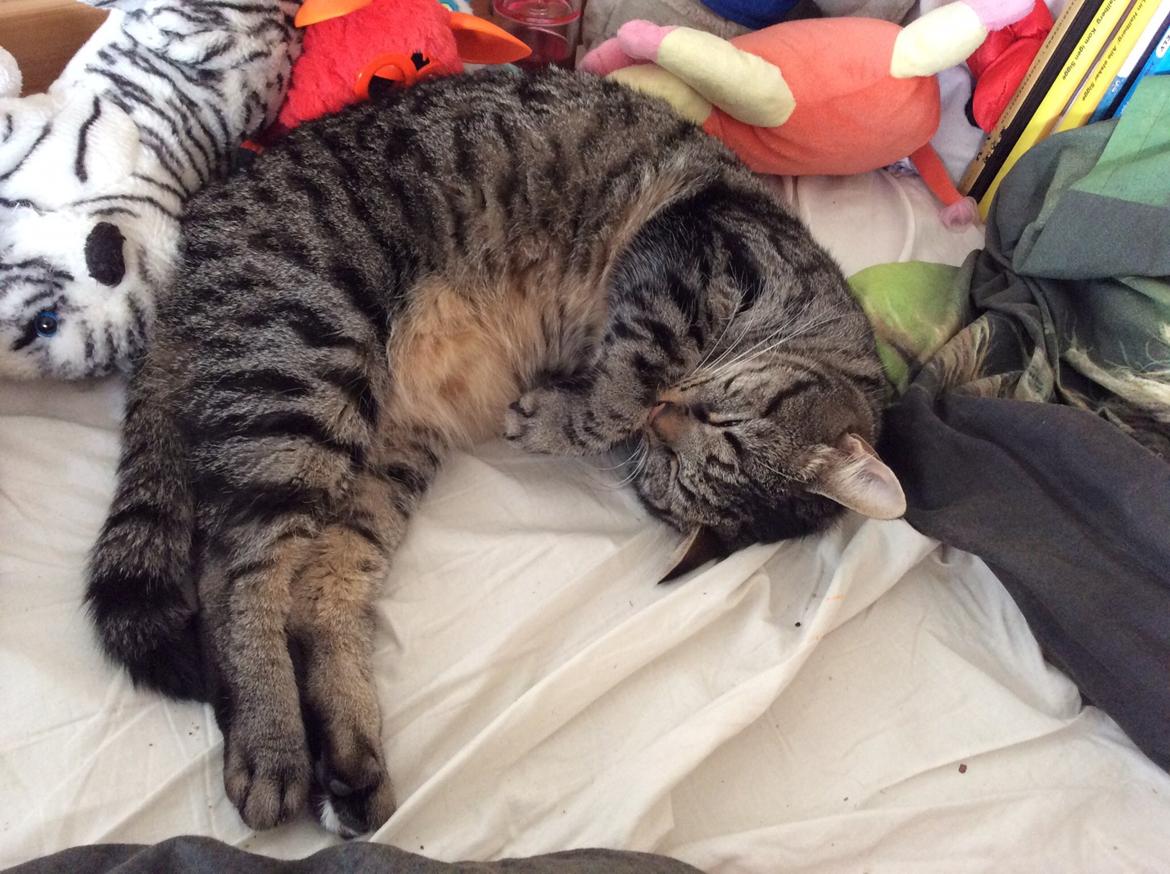 Huskat Tommy billede 5