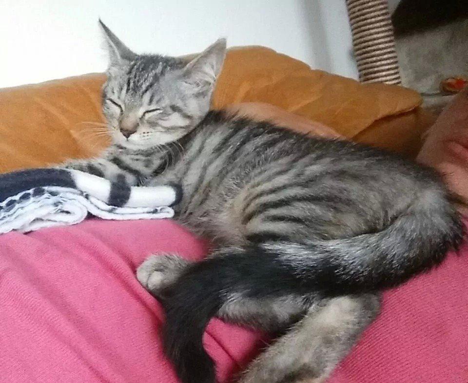 Huskat Tulle  billede 2