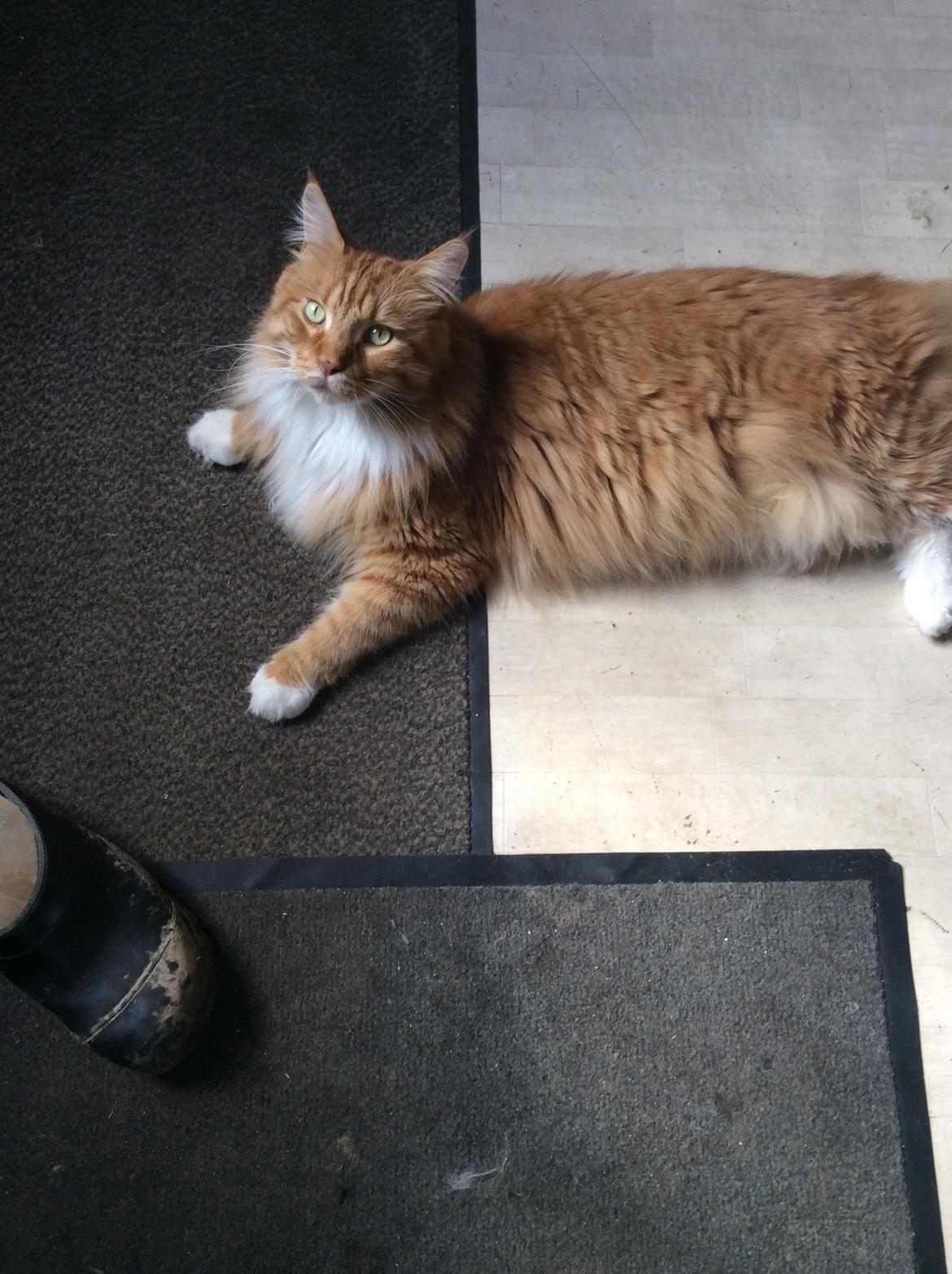 Maine Coon Garfield  billede 2