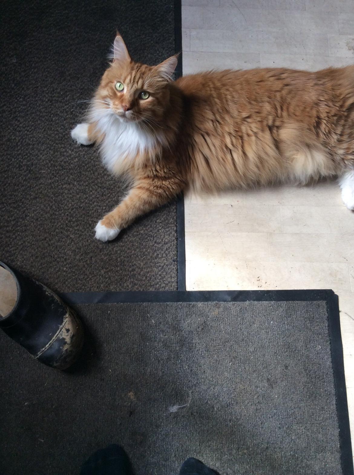 Maine Coon Garfield  billede 1