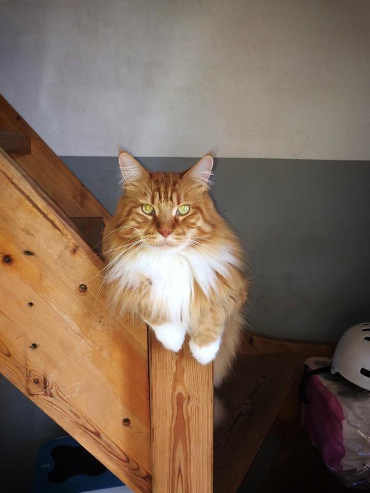 Maine Coon Garfield  billede 3