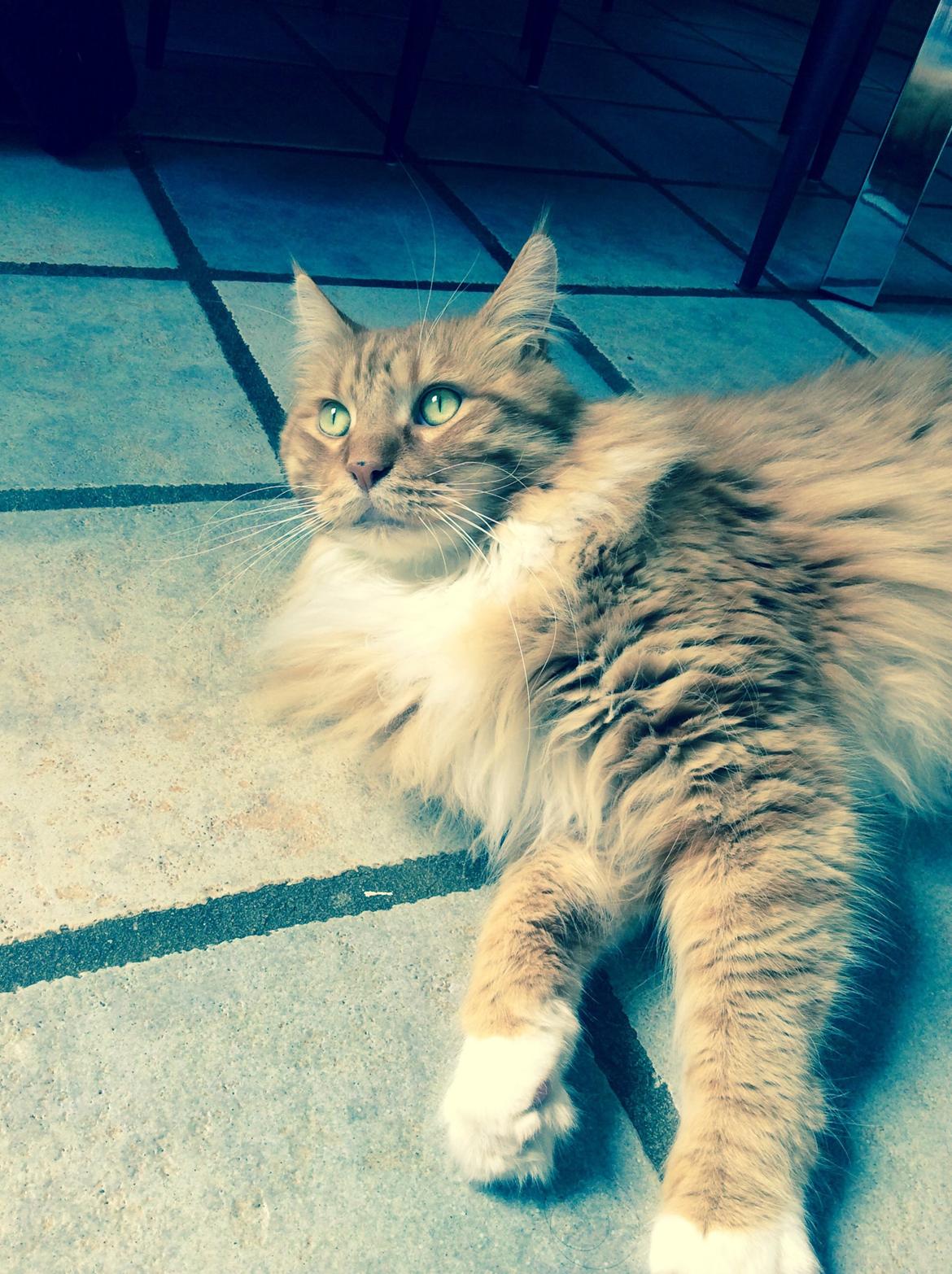 Maine Coon Garfield  billede 4