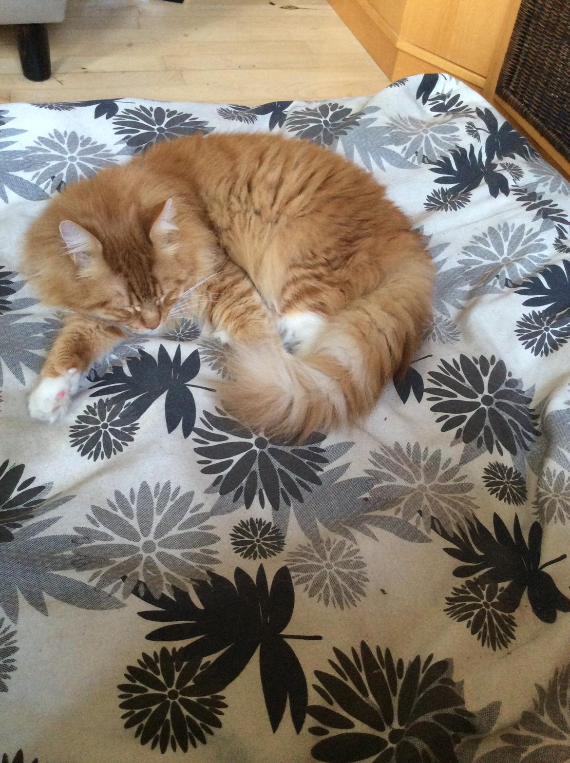 Maine Coon Garfield  billede 5