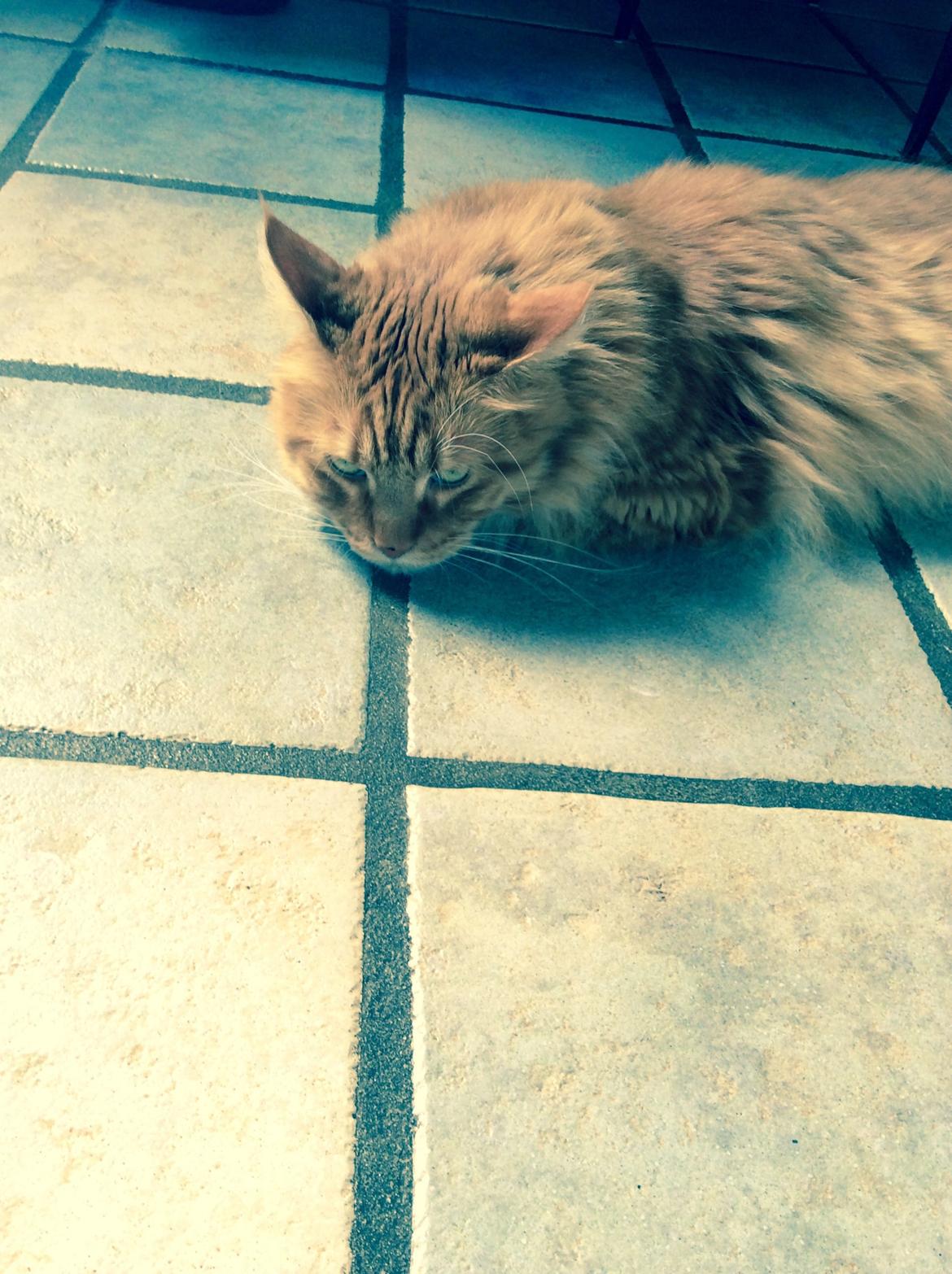 Maine Coon Garfield  billede 6