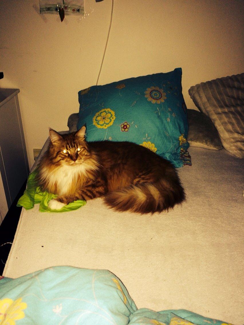 Maine Coon Garfield  billede 8