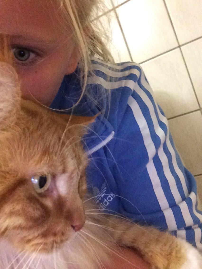 Maine Coon Garfield  billede 7