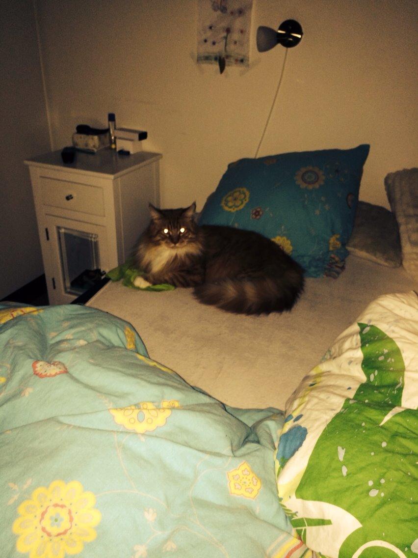 Maine Coon Garfield  billede 9