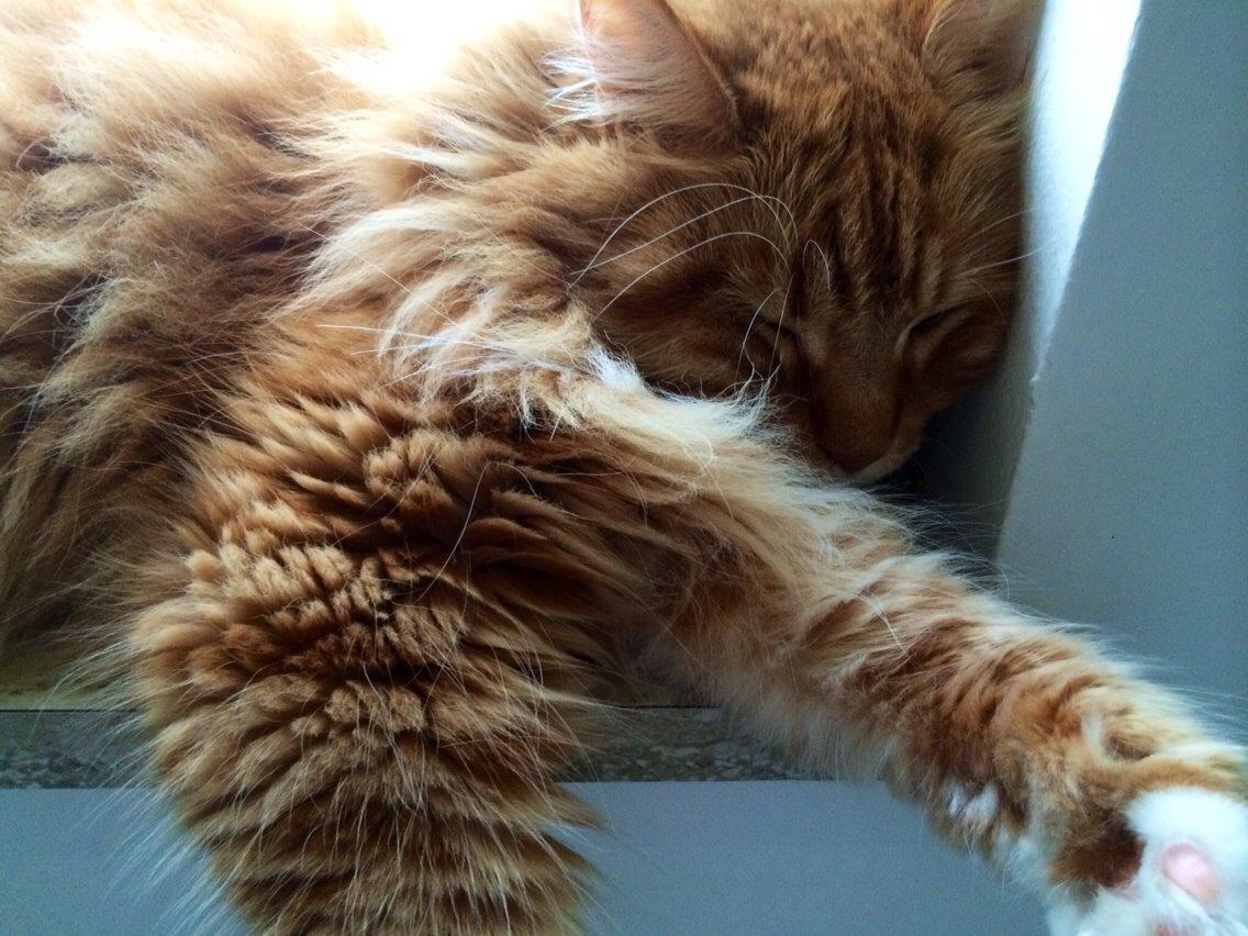 Maine Coon Garfield  billede 10