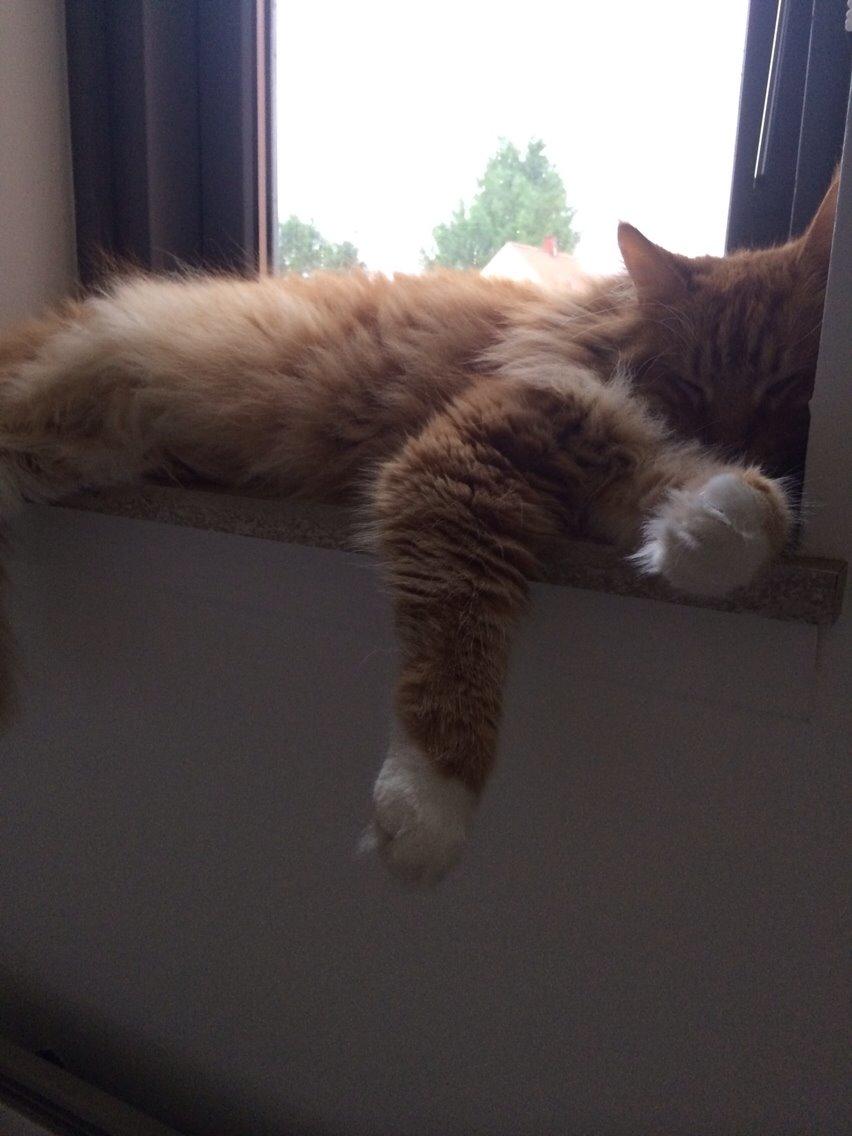 Maine Coon Garfield  billede 11