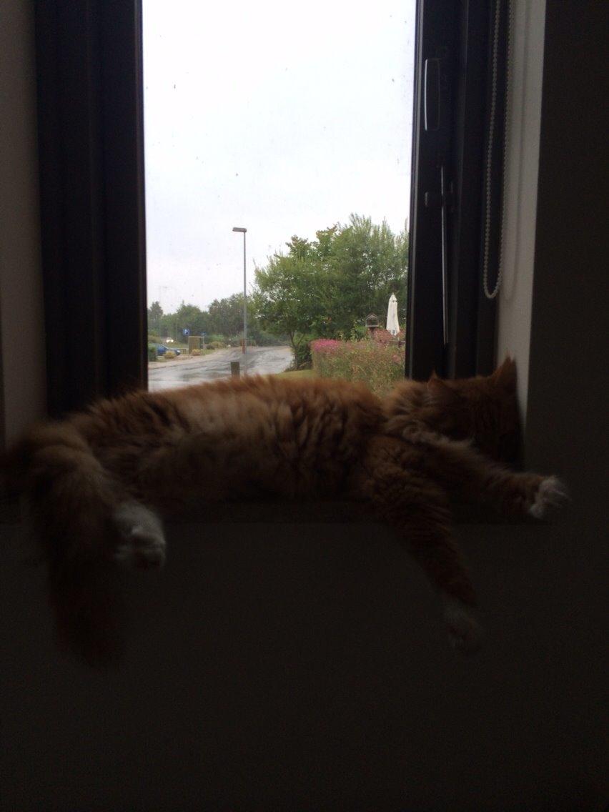 Maine Coon Garfield  billede 12