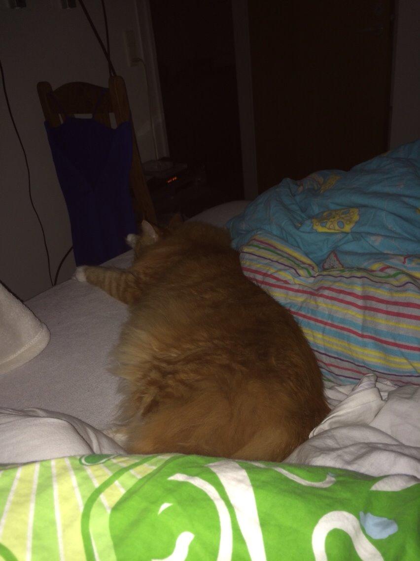 Maine Coon Garfield  billede 13