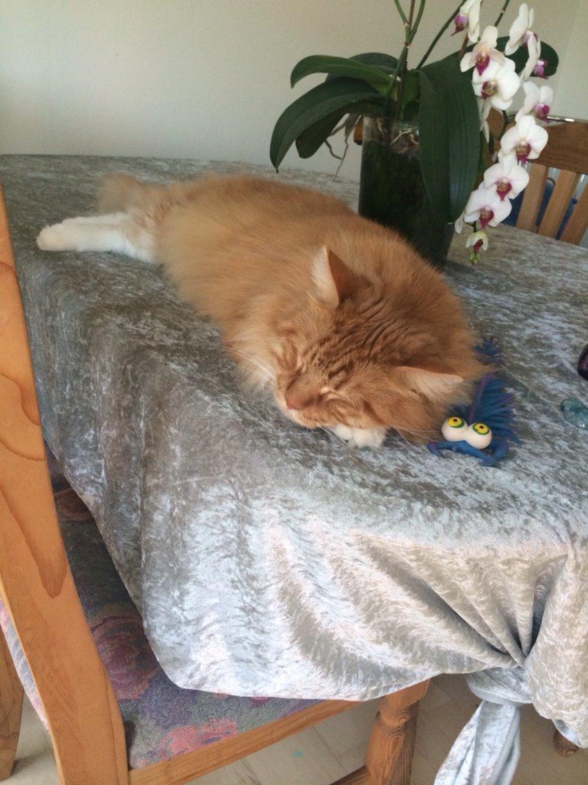 Maine Coon Garfield  billede 14