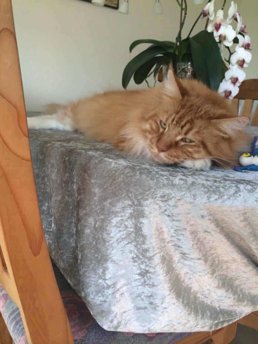 Maine Coon Garfield  billede 15