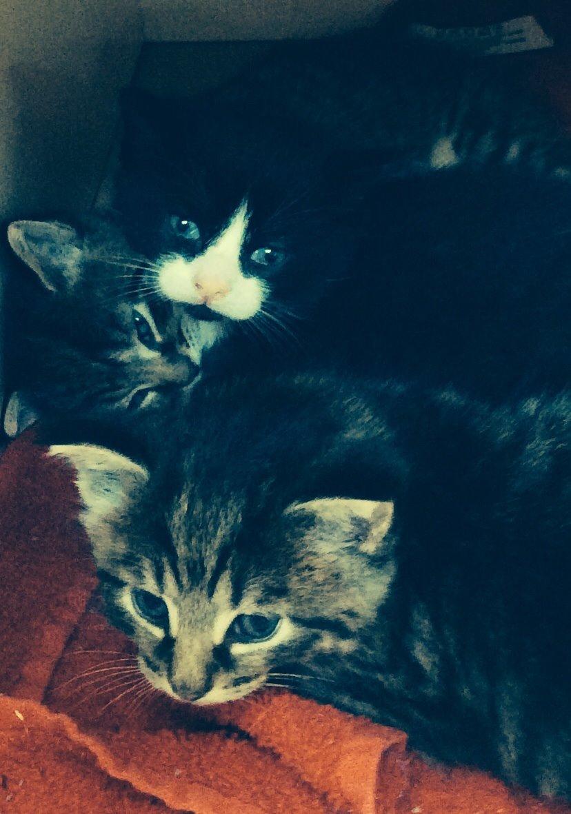 Blanding af racer Gaia Hera Mini-Snip Snude Hvidtfeldt - Søskende flokken. billede 4