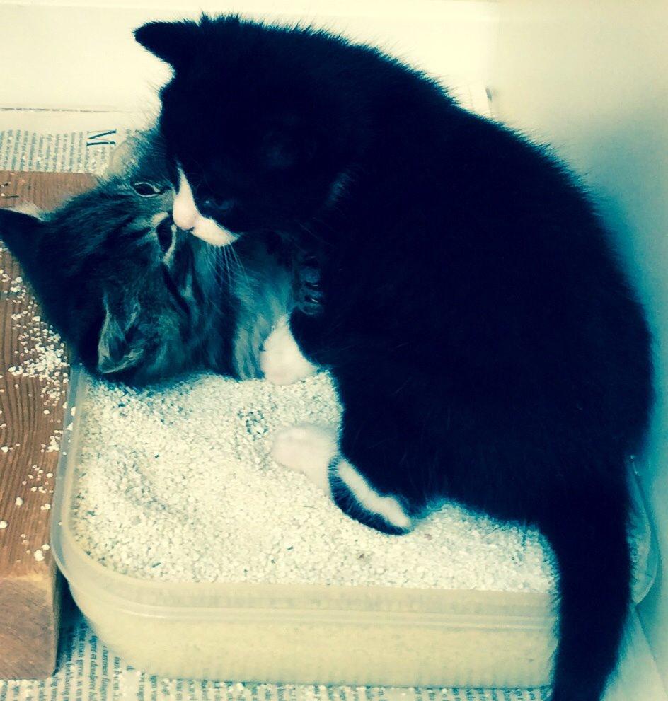 Blanding af racer Gaia Hera Mini-Snip Snude Hvidtfeldt - Velkommen til Gaias profil, her er hun sammen med Miv billede 3