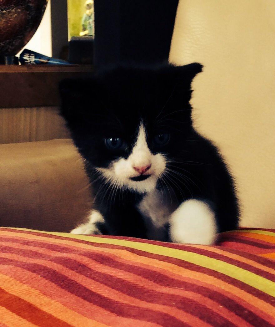 Blanding af racer Gaia Hera Mini-Snip Snude Hvidtfeldt - Faldet ned i et hul billede 12