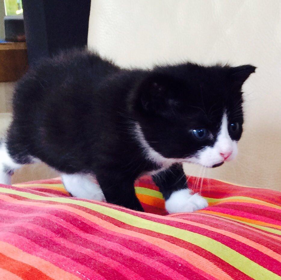 Blanding af racer Gaia Hera Mini-Snip Snude Hvidtfeldt - På eventyr billede 11